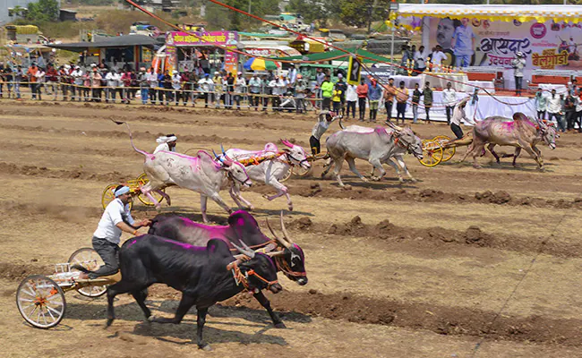 Bull Cart Race