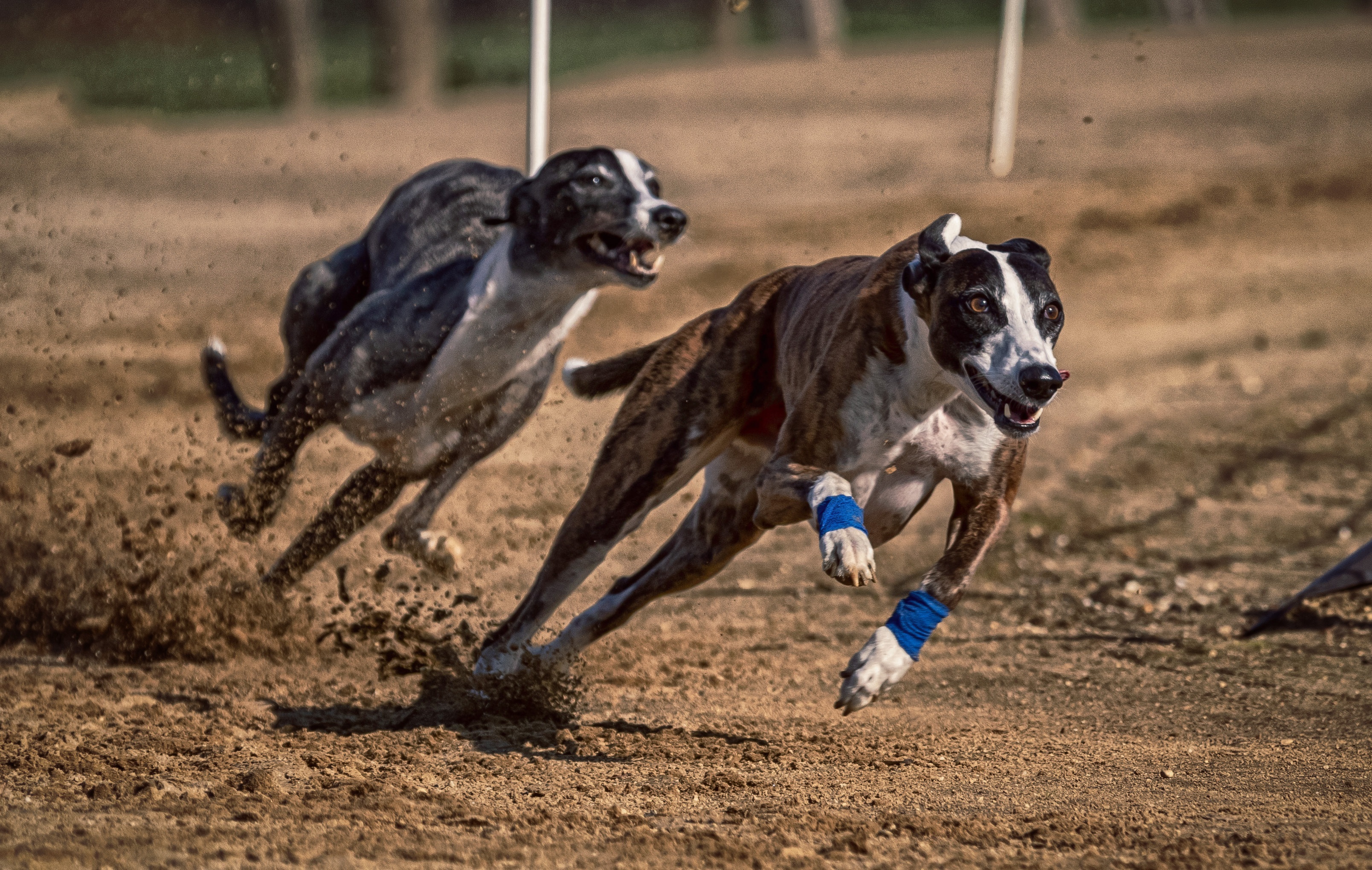 Dog Races