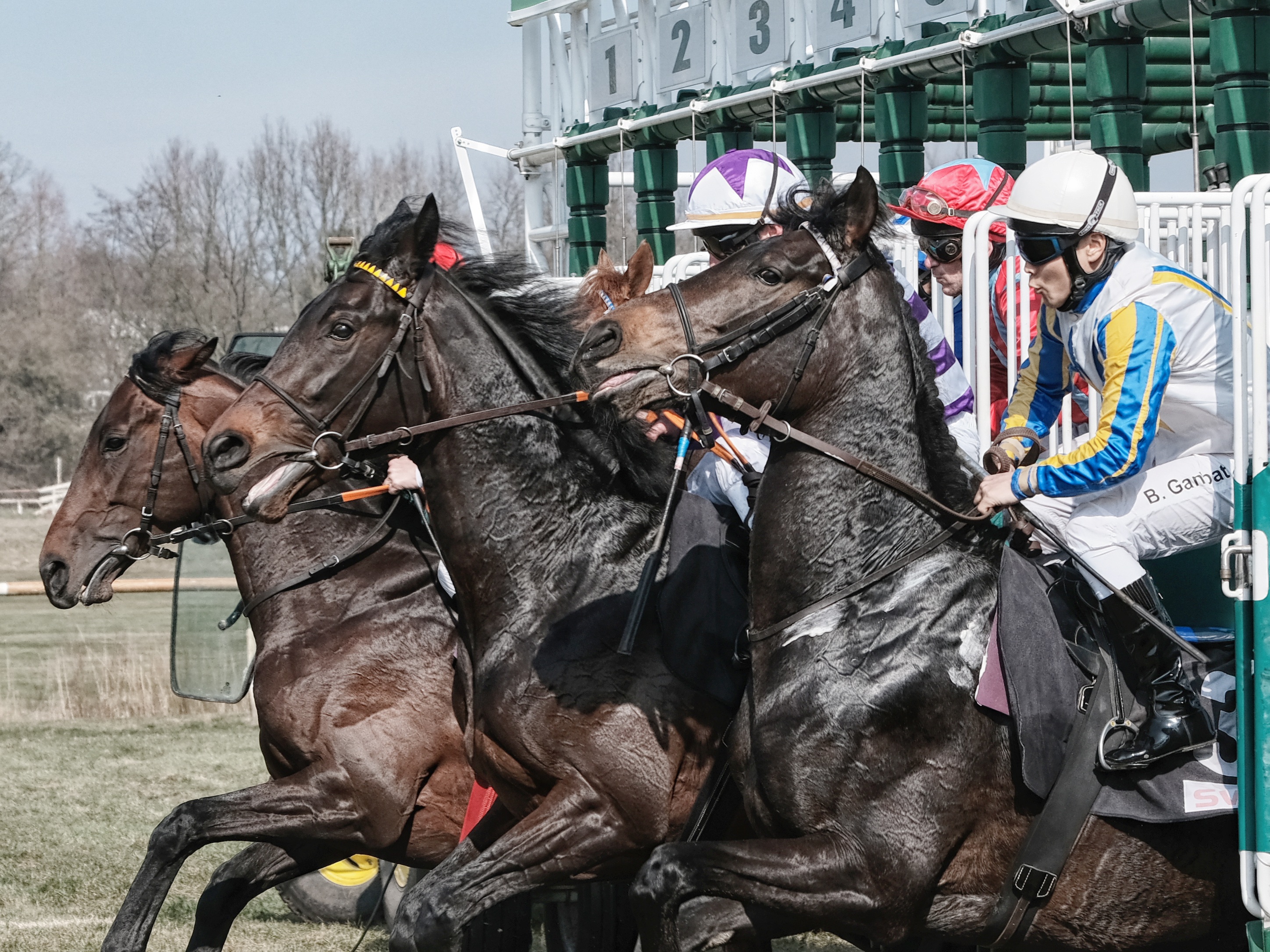 Horse Racings